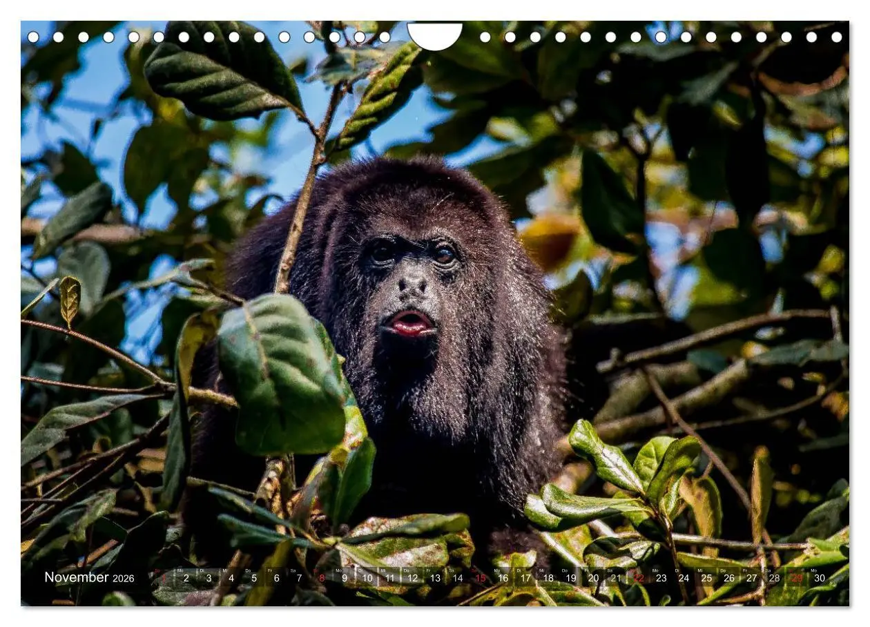 Bild: 9783457956687 | Belize - Guatemala (Wandkalender 2026 DIN A4 quer), CALVENDO...