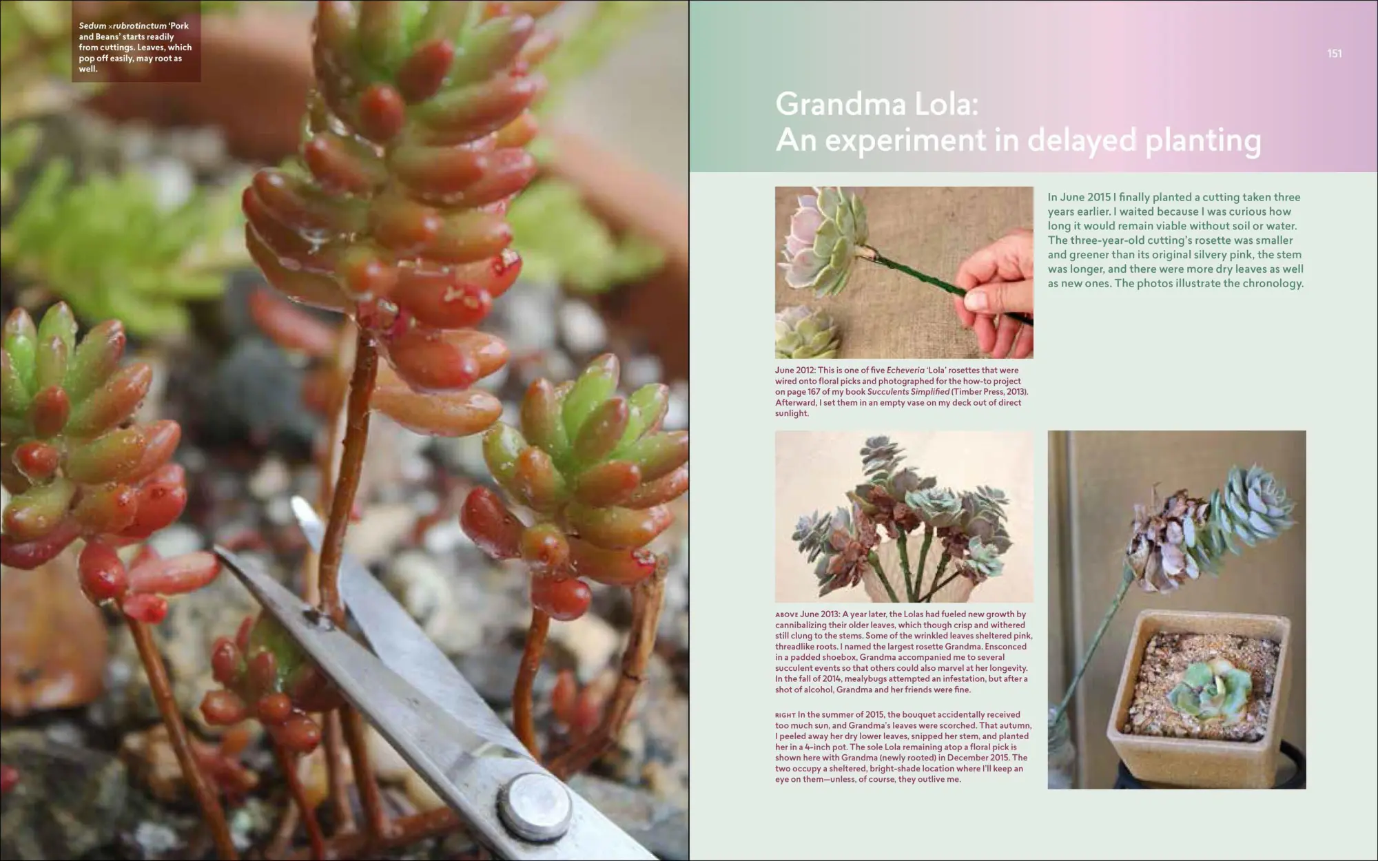 Bild: 9781604697087 | Designing with Succulents | Debra Lee Baldwin | Buch | Gebunden | 2017