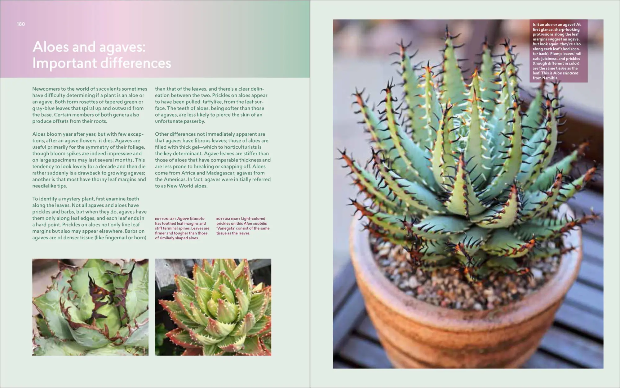 Bild: 9781604697087 | Designing with Succulents | Debra Lee Baldwin | Buch | Gebunden | 2017