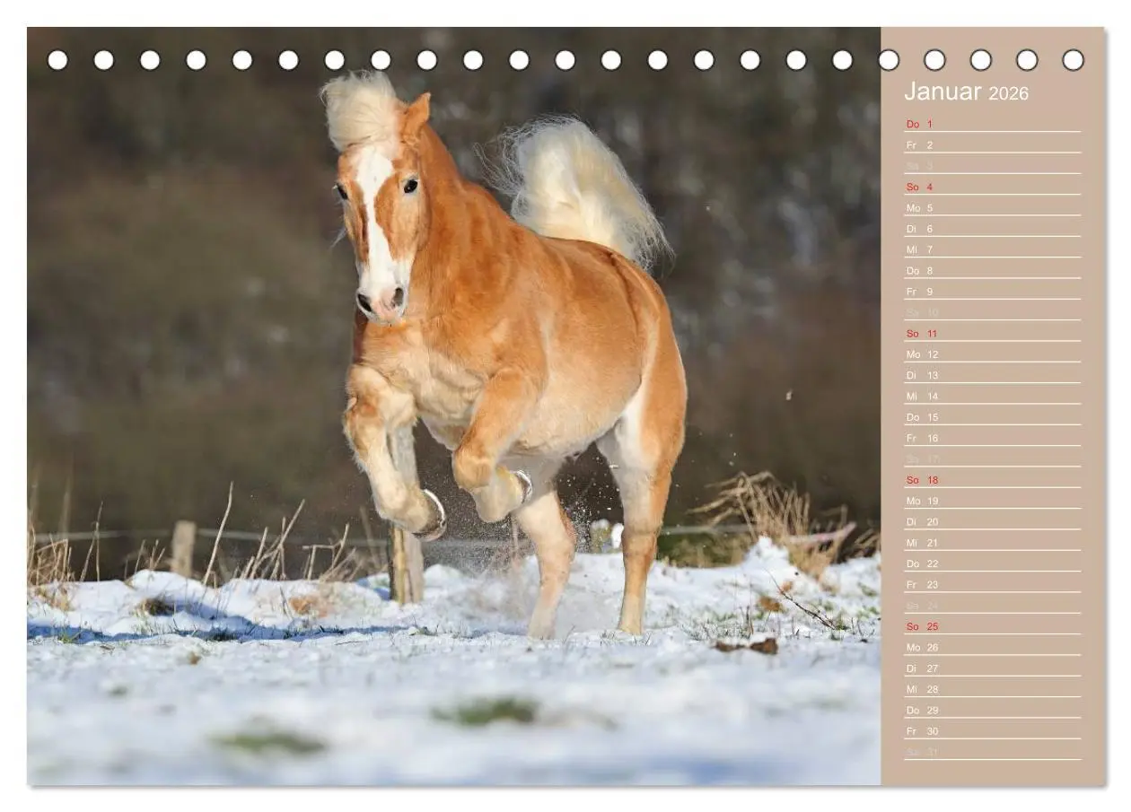 Bild: 9783516147087 | Haflinger / Geburtstagskalender (Tischkalender 2026 DIN A5 quer),...