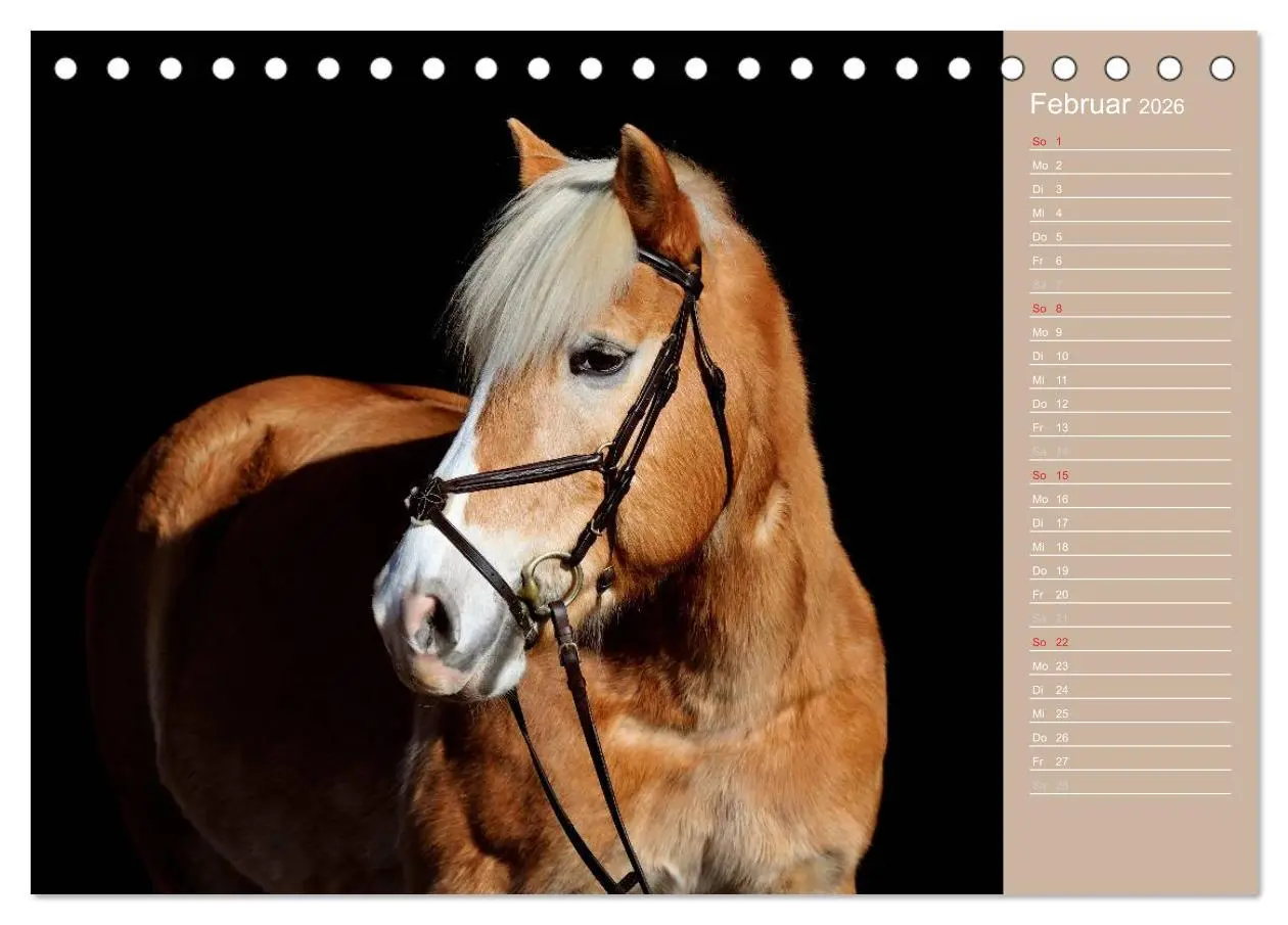 Bild: 9783516147087 | Haflinger / Geburtstagskalender (Tischkalender 2026 DIN A5 quer),...