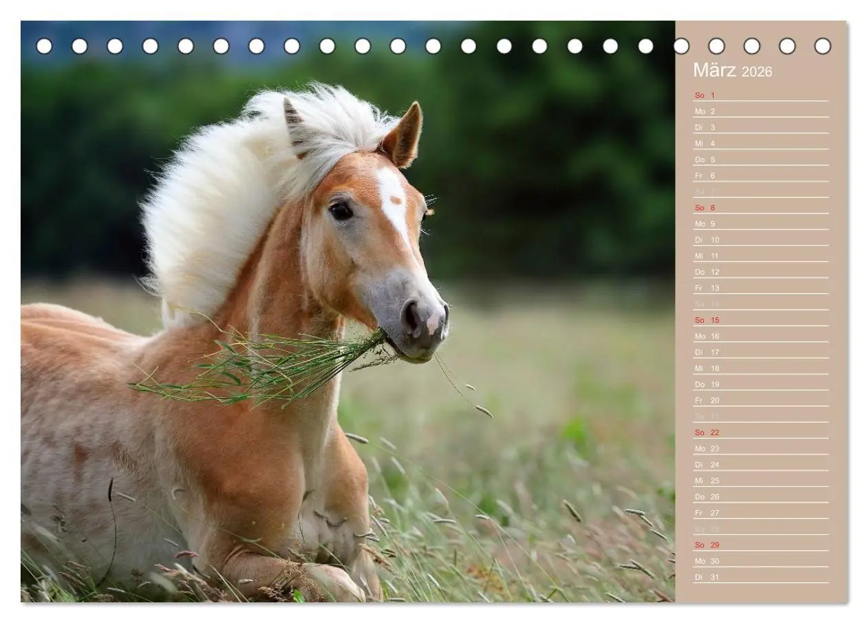 Bild: 9783516147087 | Haflinger / Geburtstagskalender (Tischkalender 2026 DIN A5 quer),...