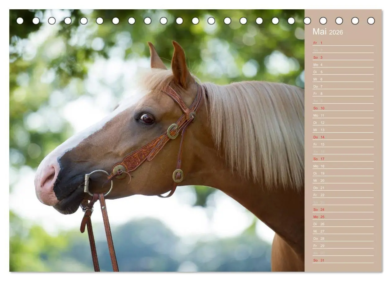 Bild: 9783516147087 | Haflinger / Geburtstagskalender (Tischkalender 2026 DIN A5 quer),...