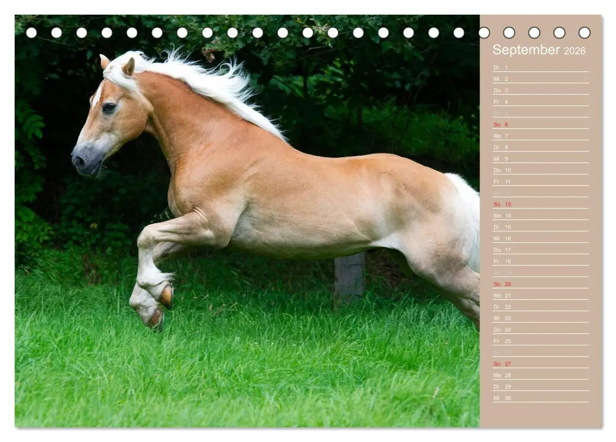 Bild: 9783516147087 | Haflinger / Geburtstagskalender (Tischkalender 2026 DIN A5 quer),...