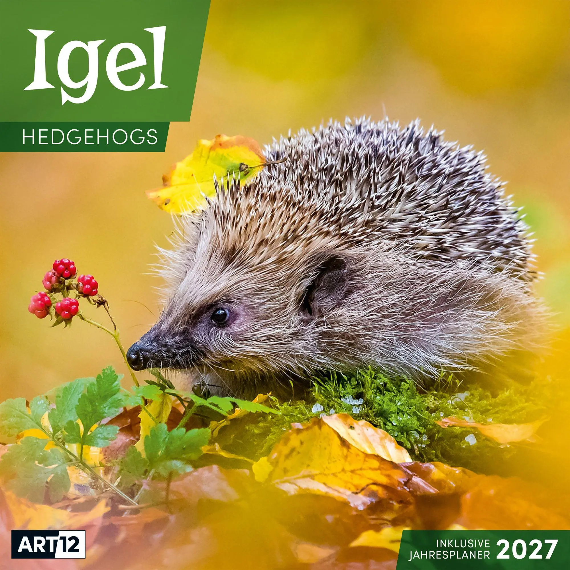 Cover: 9783838447087 | Igel Kalender 2027 - 30x30 - Art12 | Ackermann Kunstverlag GmbH | 2027