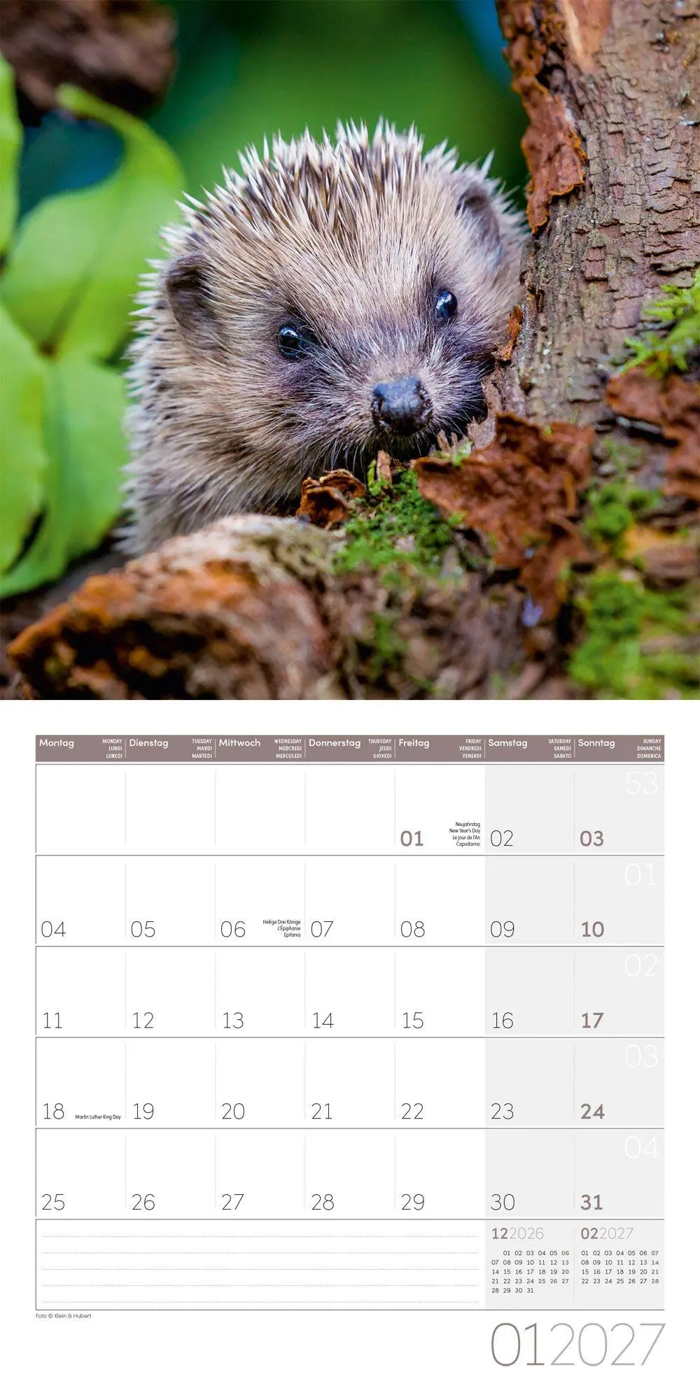 Bild: 9783838447087 | Igel Kalender 2027 - 30x30 - Art12 | Ackermann Kunstverlag GmbH | 2027