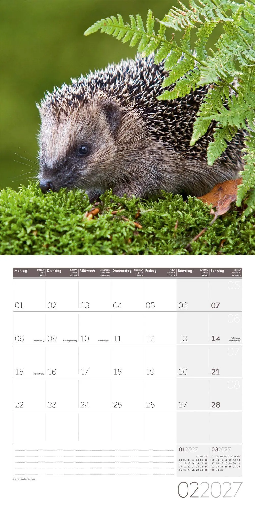Bild: 9783838447087 | Igel Kalender 2027 - 30x30 - Art12 | Ackermann Kunstverlag GmbH | 2027