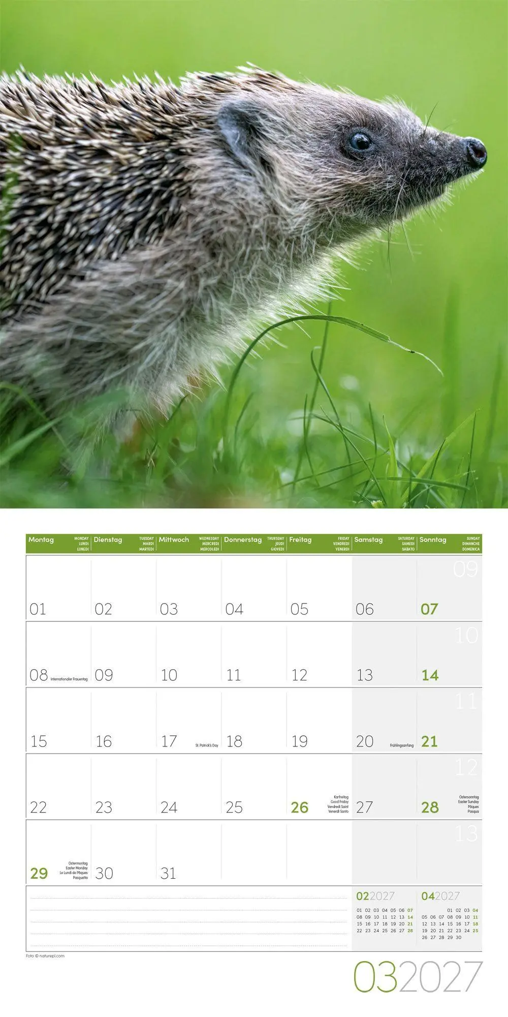 Bild: 9783838447087 | Igel Kalender 2027 - 30x30 - Art12 | Ackermann Kunstverlag GmbH | 2027