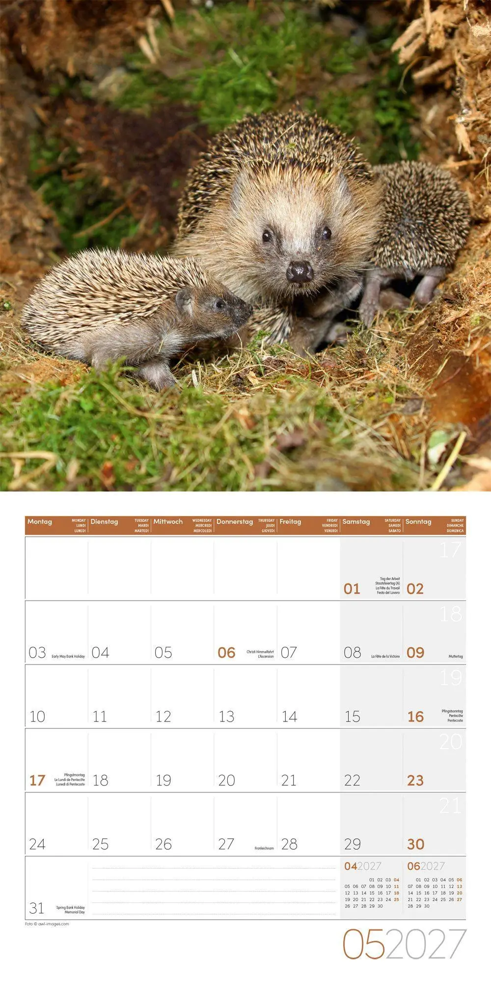 Bild: 9783838447087 | Igel Kalender 2027 - 30x30 - Art12 | Ackermann Kunstverlag GmbH | 2027