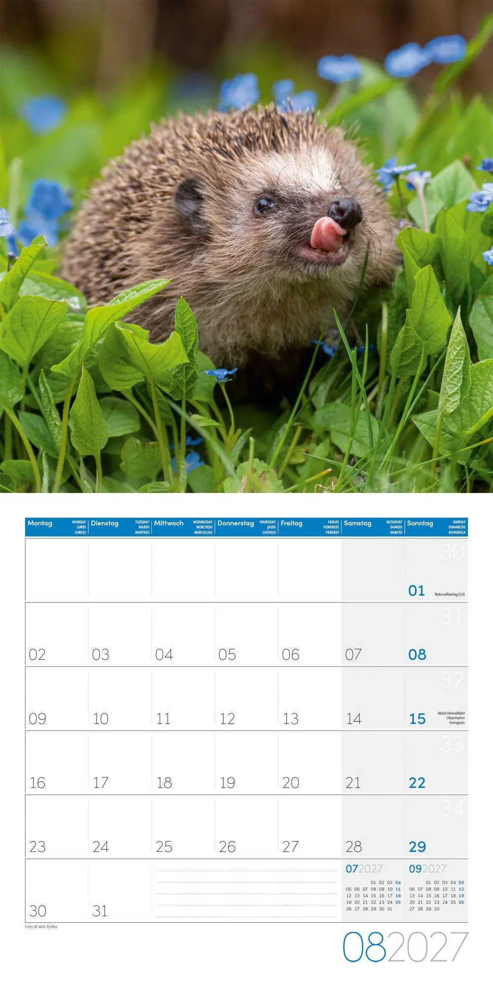 Bild: 9783838447087 | Igel Kalender 2027 - 30x30 - Art12 | Ackermann Kunstverlag GmbH | 2027