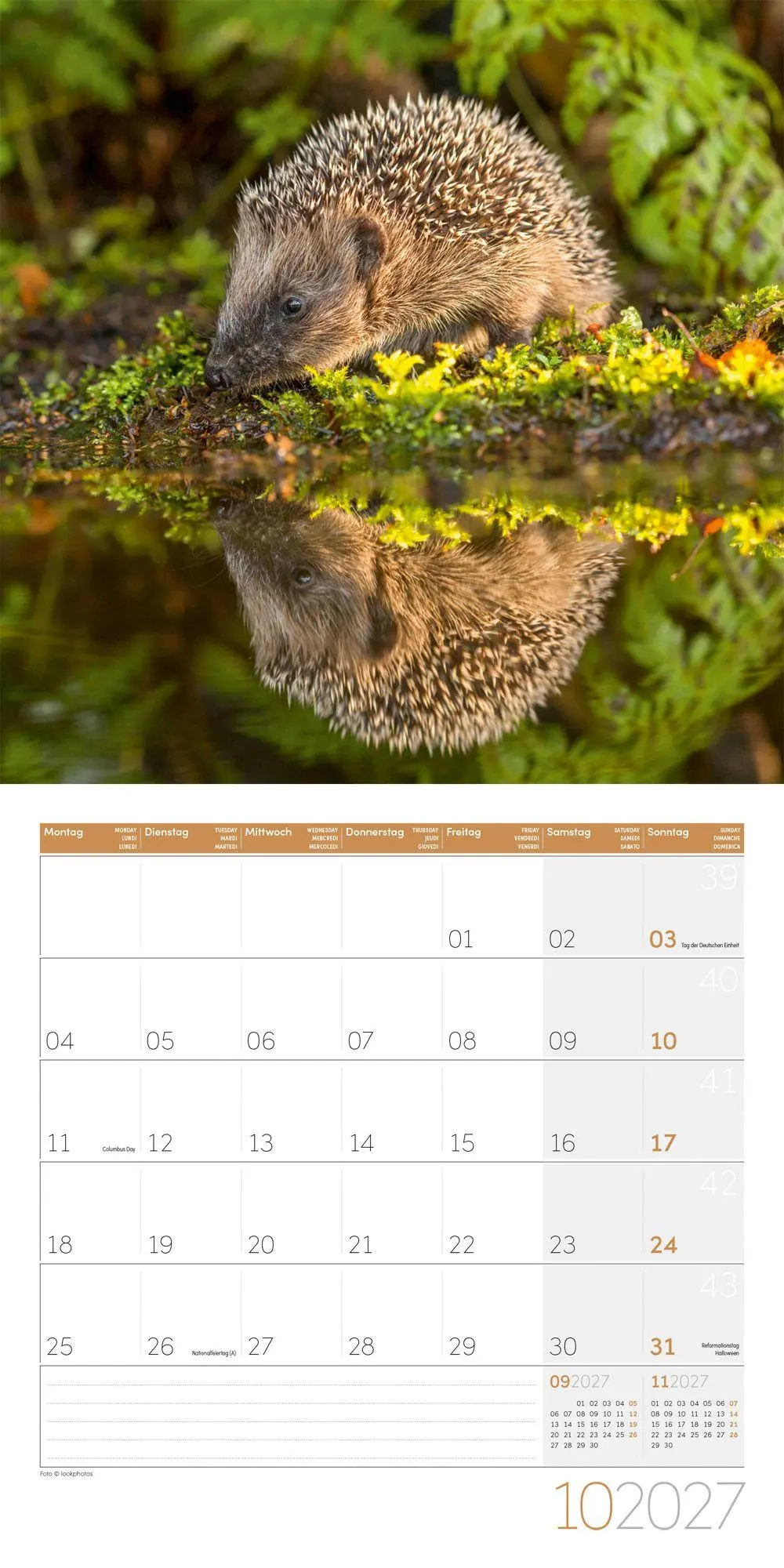 Bild: 9783838447087 | Igel Kalender 2027 - 30x30 - Art12 | Ackermann Kunstverlag GmbH | 2027
