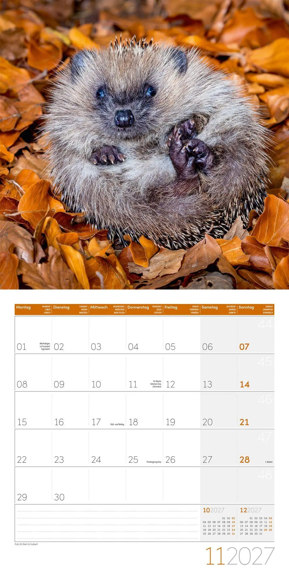 Bild: 9783838447087 | Igel Kalender 2027 - 30x30 - Art12 | Ackermann Kunstverlag GmbH | 2027