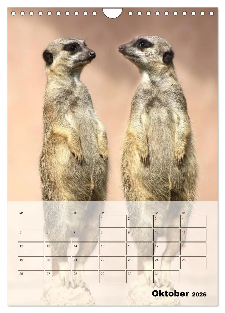 Bild: 9783516437287 | Erdmännchen - Afrikas liebenswerte Zwerge (Wandkalender 2026 DIN A4...