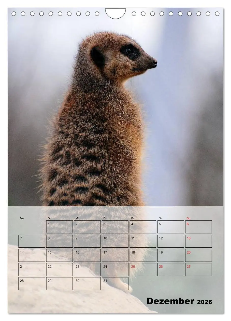 Bild: 9783516437287 | Erdmännchen - Afrikas liebenswerte Zwerge (Wandkalender 2026 DIN A4...
