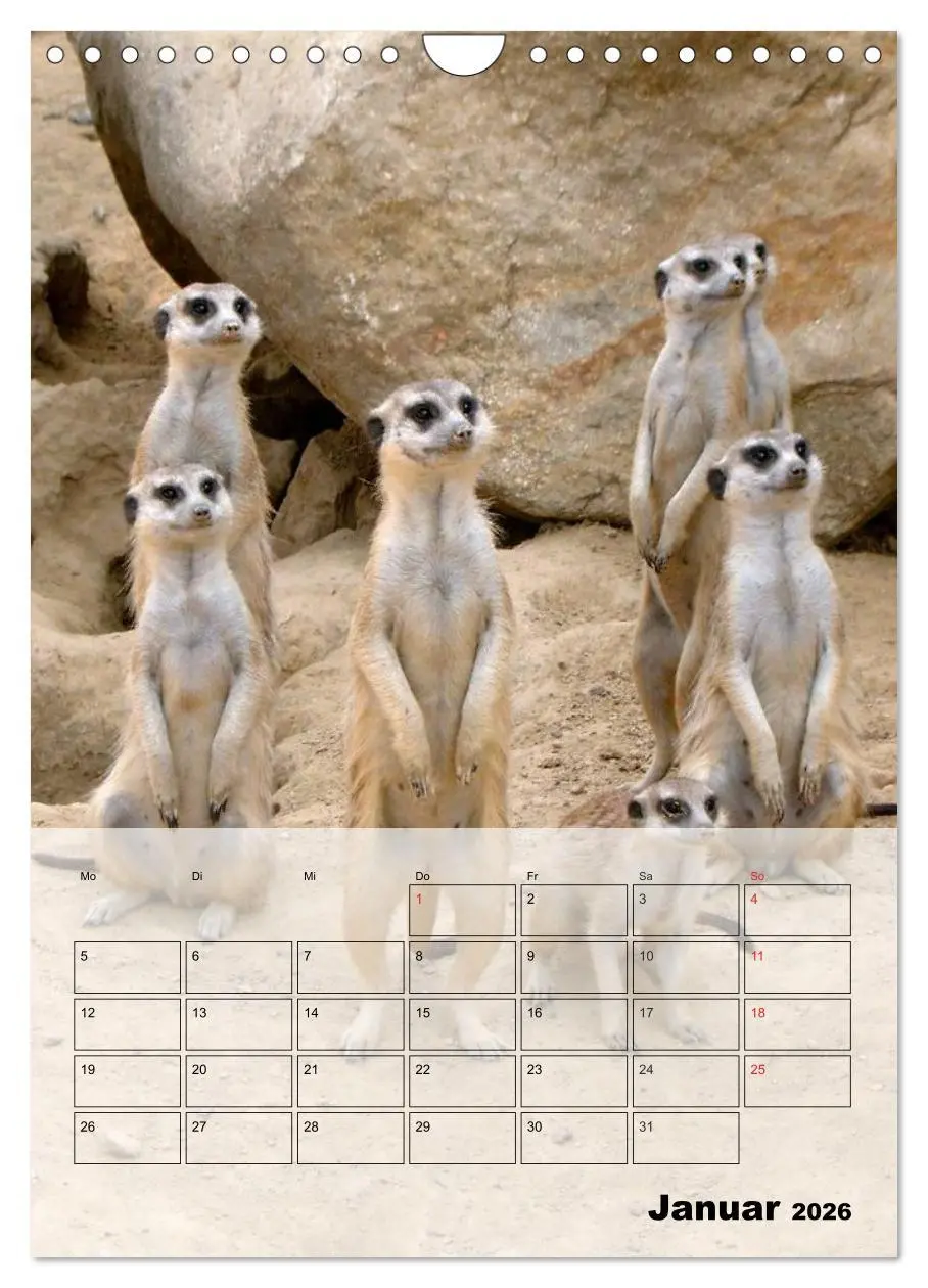 Bild: 9783516437287 | Erdmännchen - Afrikas liebenswerte Zwerge (Wandkalender 2026 DIN A4...