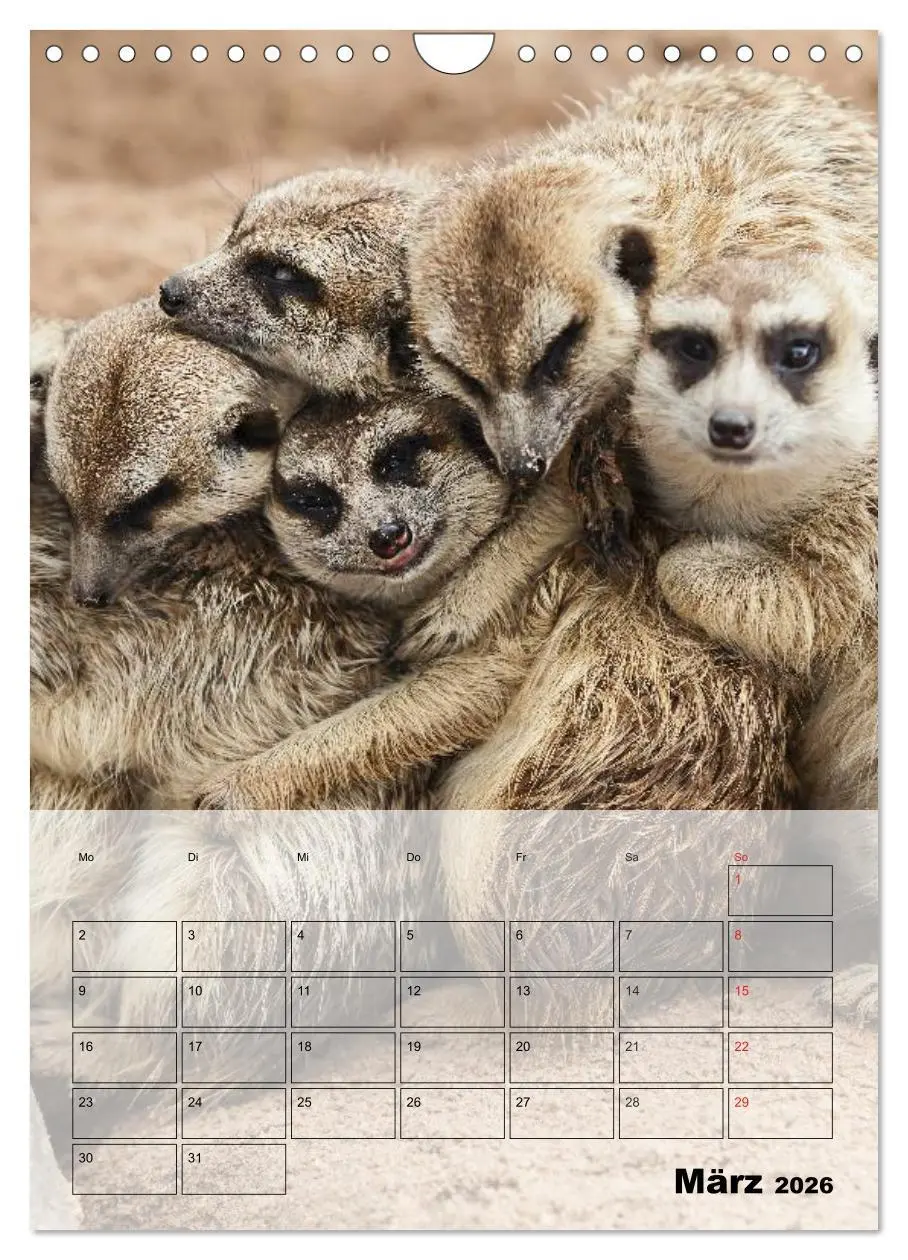Bild: 9783516437287 | Erdmännchen - Afrikas liebenswerte Zwerge (Wandkalender 2026 DIN A4...