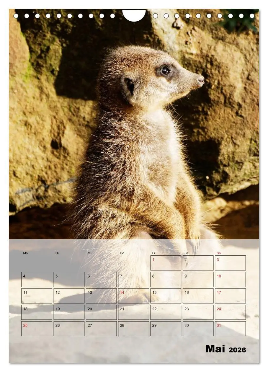 Bild: 9783516437287 | Erdmännchen - Afrikas liebenswerte Zwerge (Wandkalender 2026 DIN A4...