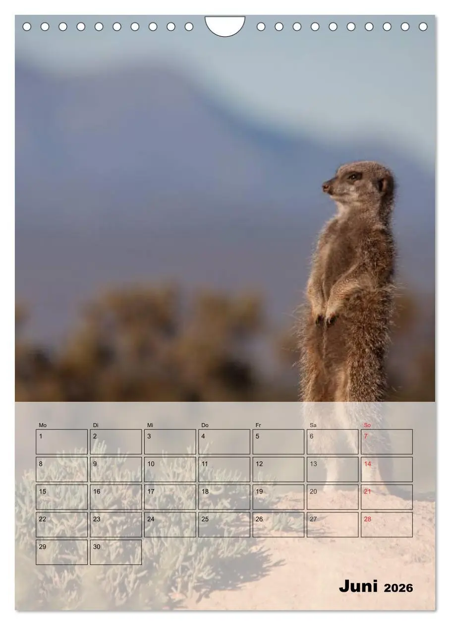 Bild: 9783516437287 | Erdmännchen - Afrikas liebenswerte Zwerge (Wandkalender 2026 DIN A4...