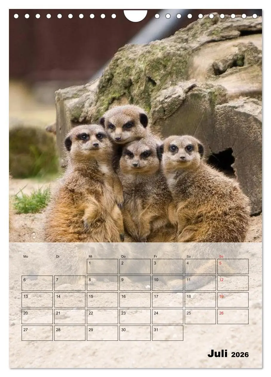 Bild: 9783516437287 | Erdmännchen - Afrikas liebenswerte Zwerge (Wandkalender 2026 DIN A4...