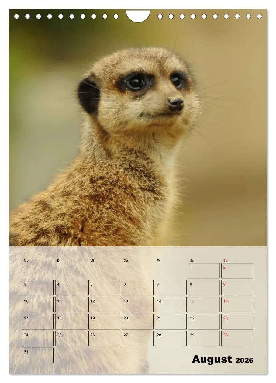 Bild: 9783516437287 | Erdmännchen - Afrikas liebenswerte Zwerge (Wandkalender 2026 DIN A4...
