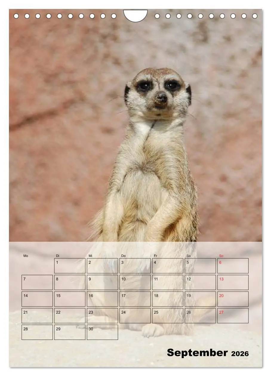 Bild: 9783516437287 | Erdmännchen - Afrikas liebenswerte Zwerge (Wandkalender 2026 DIN A4...