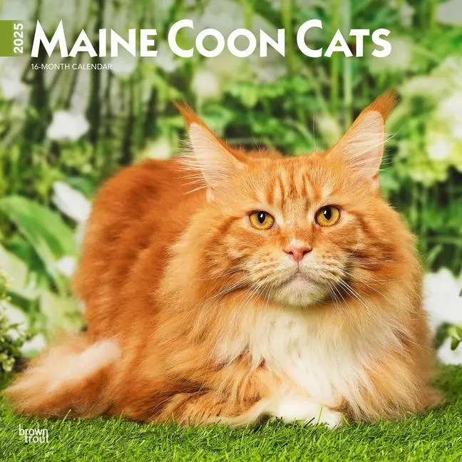Cover: 9781975477387 | Maine Coon Cats 2025 12 X 24 Inch Monthly Square Wall Calendar...