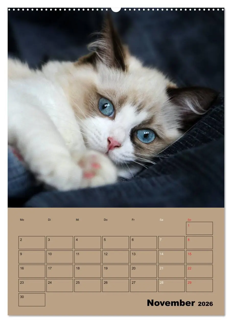 Bild: 9783516427387 | Ragdolls zum Verlieben (hochwertiger Premium Wandkalender 2026 DIN...