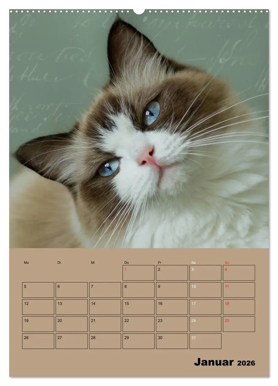 Bild: 9783516427387 | Ragdolls zum Verlieben (hochwertiger Premium Wandkalender 2026 DIN...