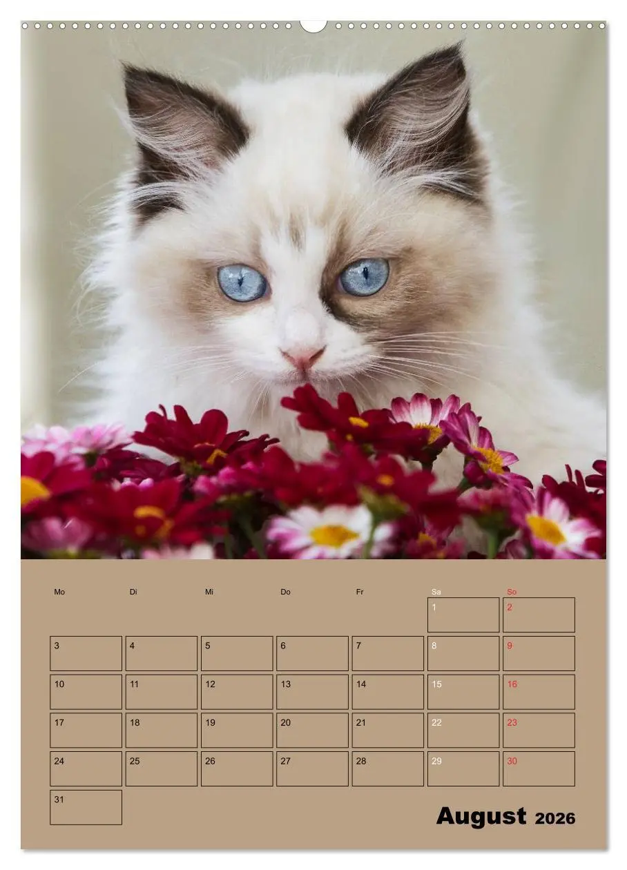Bild: 9783516427387 | Ragdolls zum Verlieben (hochwertiger Premium Wandkalender 2026 DIN...