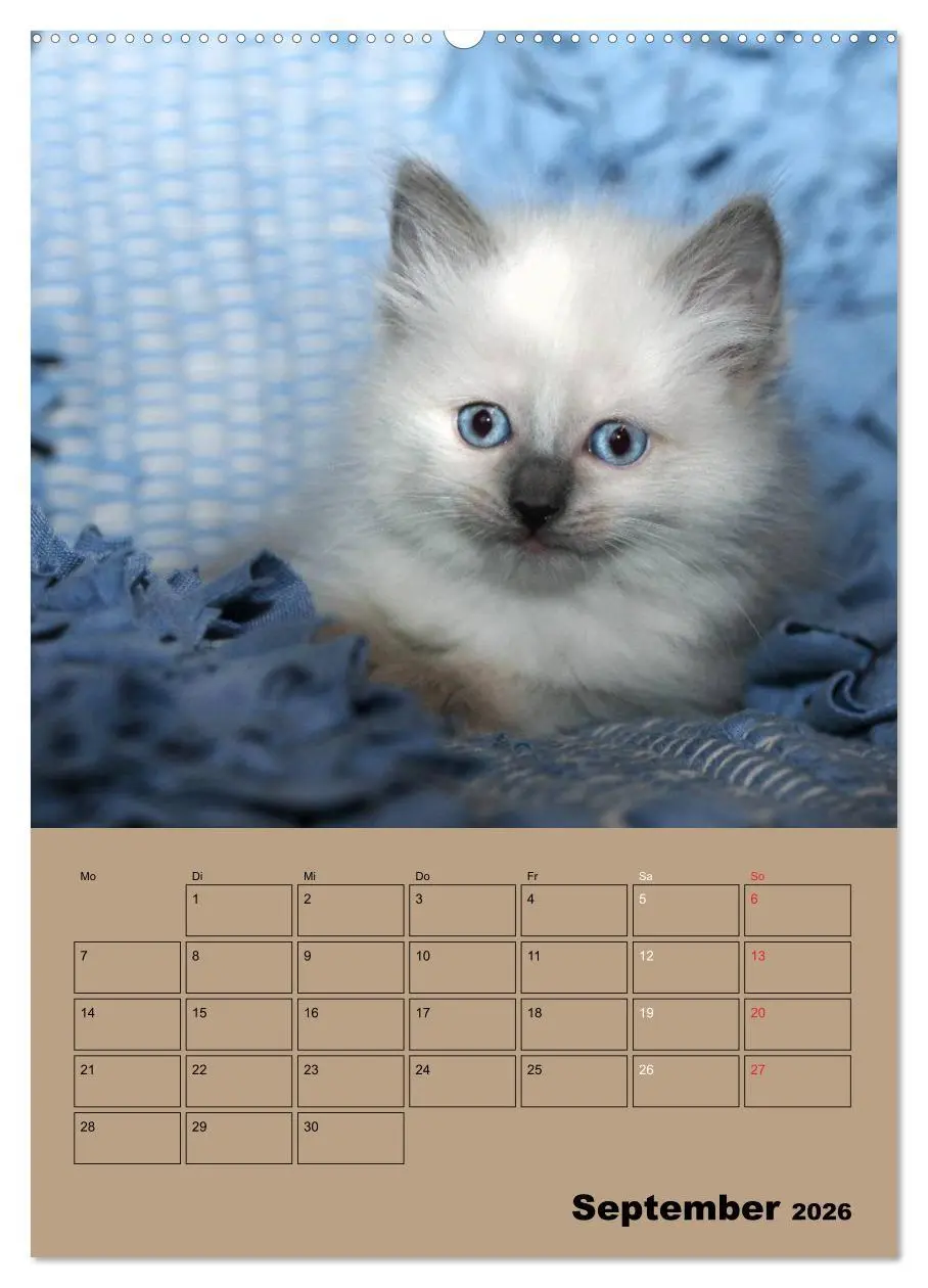 Bild: 9783516427387 | Ragdolls zum Verlieben (hochwertiger Premium Wandkalender 2026 DIN...