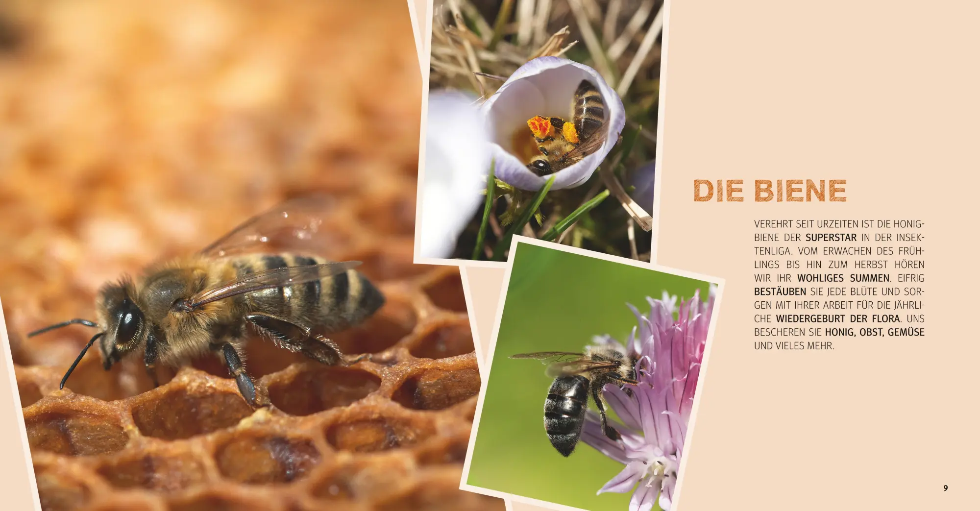Bild: 9783833847387 | Bienen Basics | Alles, was Hobbyimker und Bienenfreunde wissen müssen