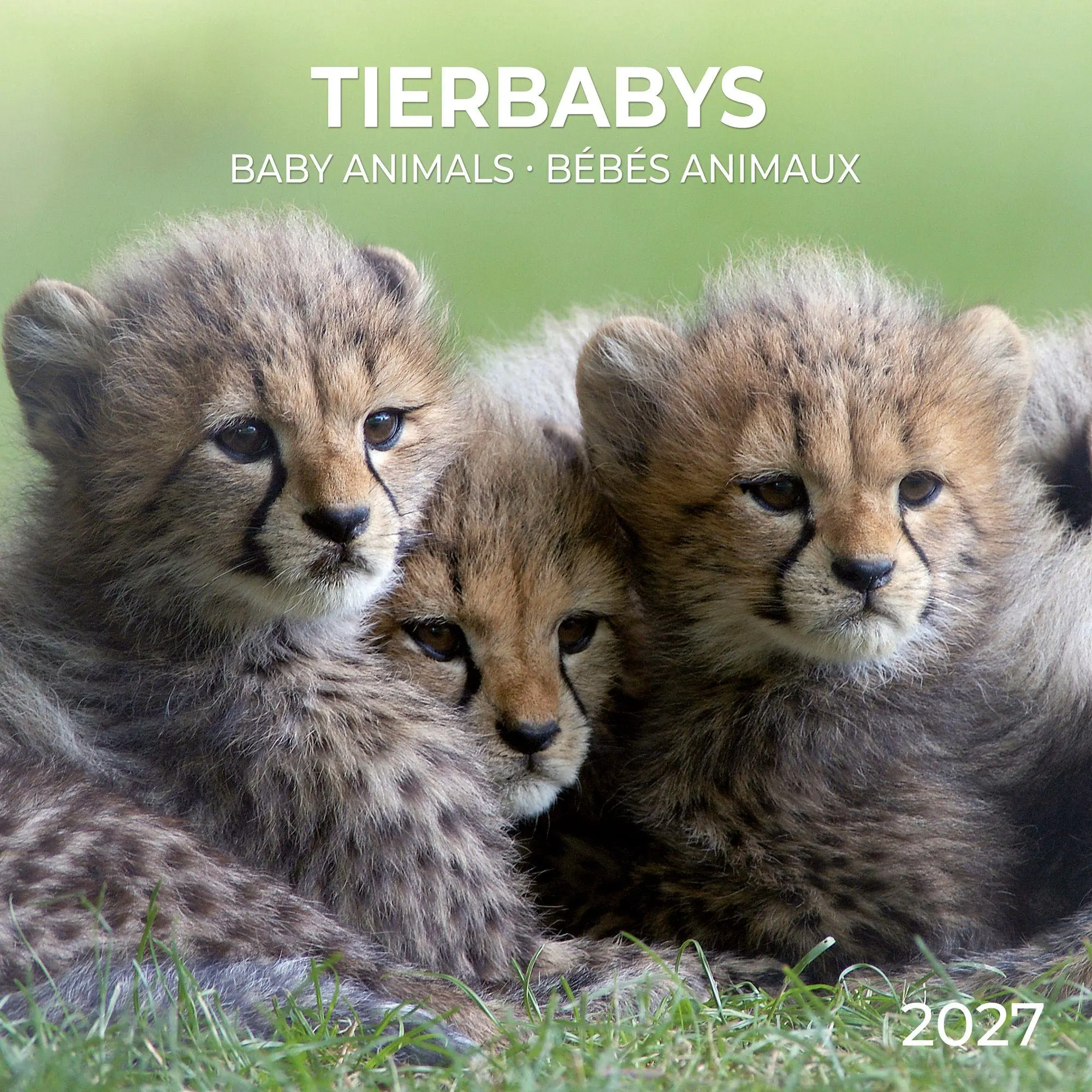 Cover: 9783959297387 | Tierbabys / Baby Animals 2027 | Kalender 2027 | Kalender | 28 S.