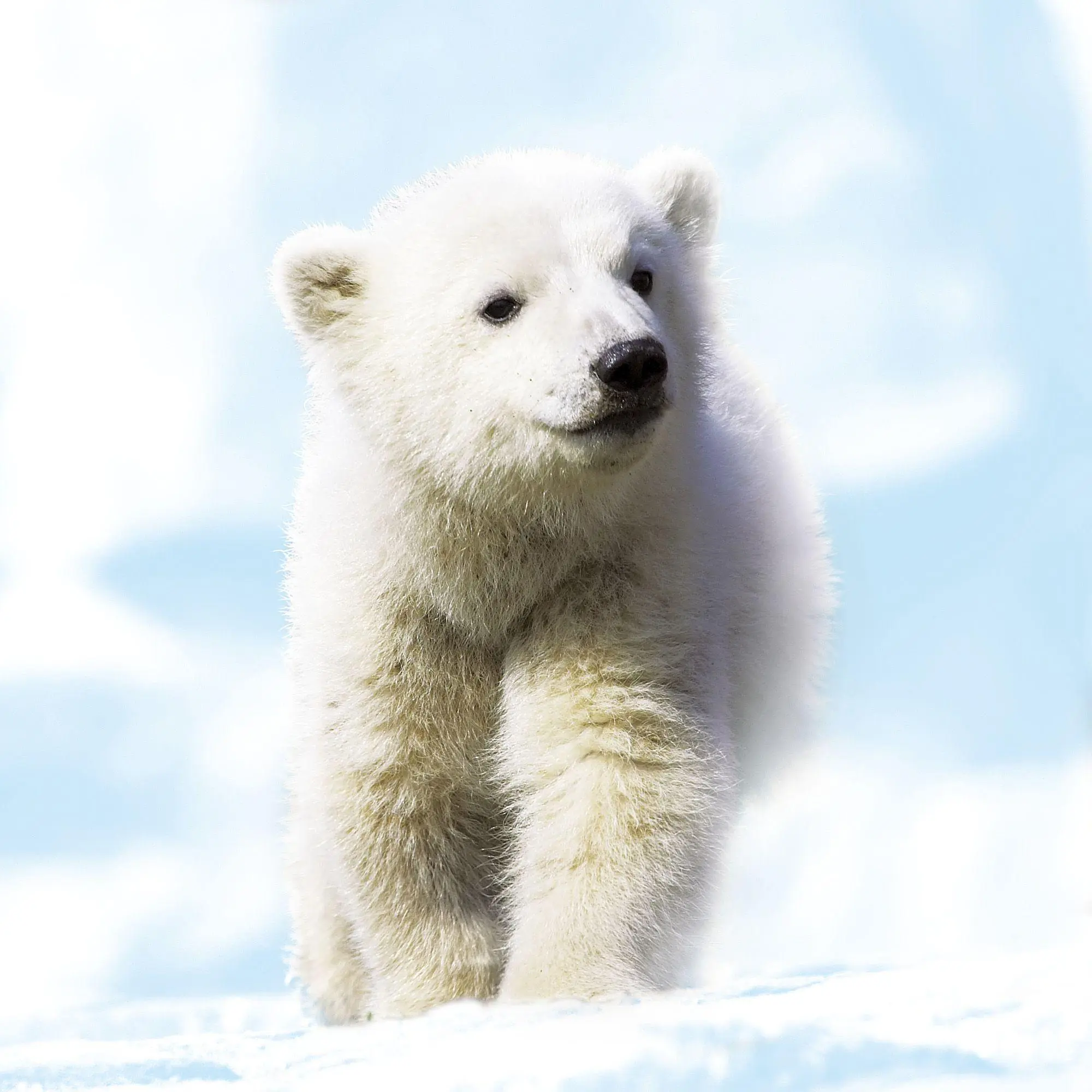 Bild: 9783959297387 | Tierbabys / Baby Animals 2027 | Kalender 2027 | Kalender | 28 S.