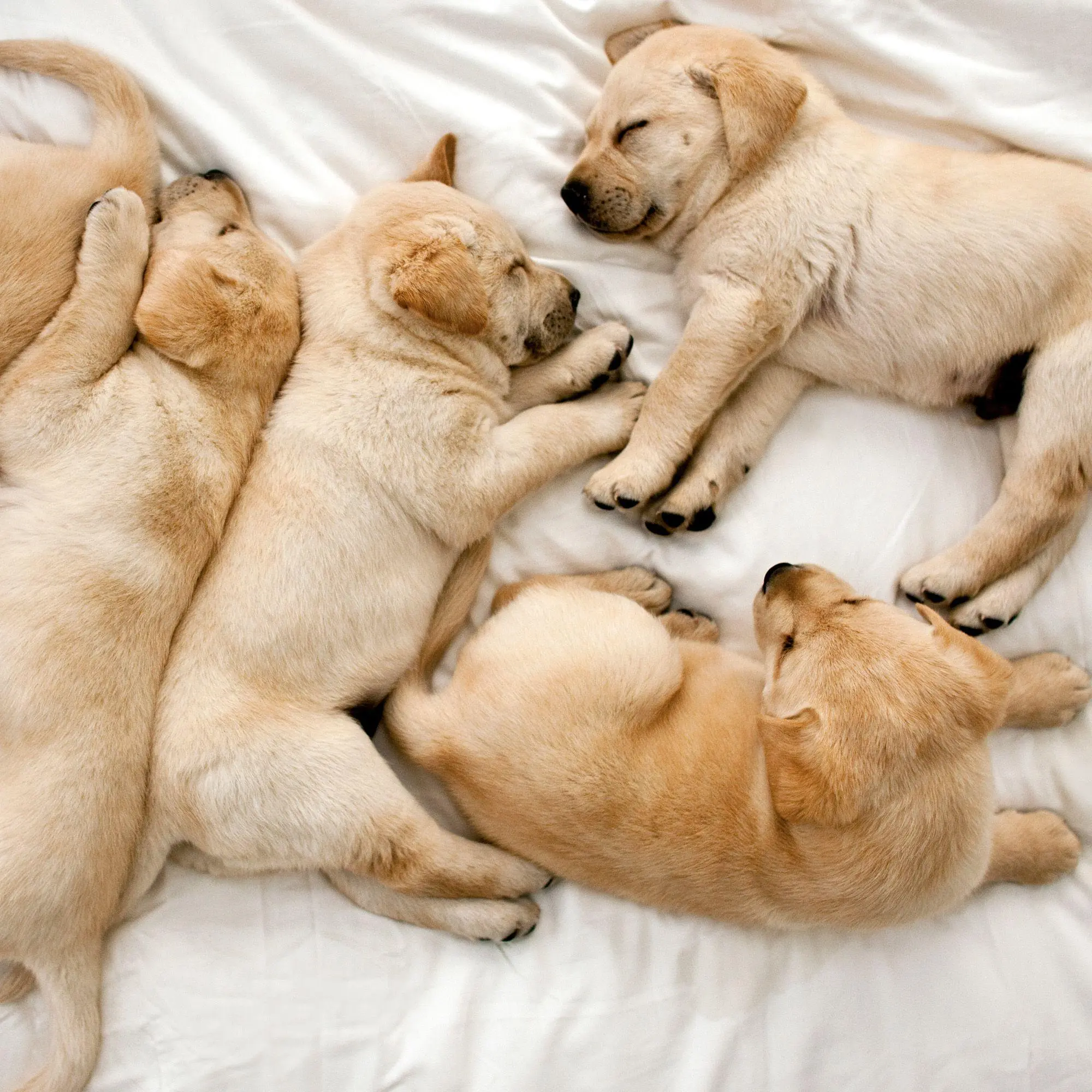 Bild: 9783959297387 | Tierbabys / Baby Animals 2027 | Kalender 2027 | Kalender | 28 S.