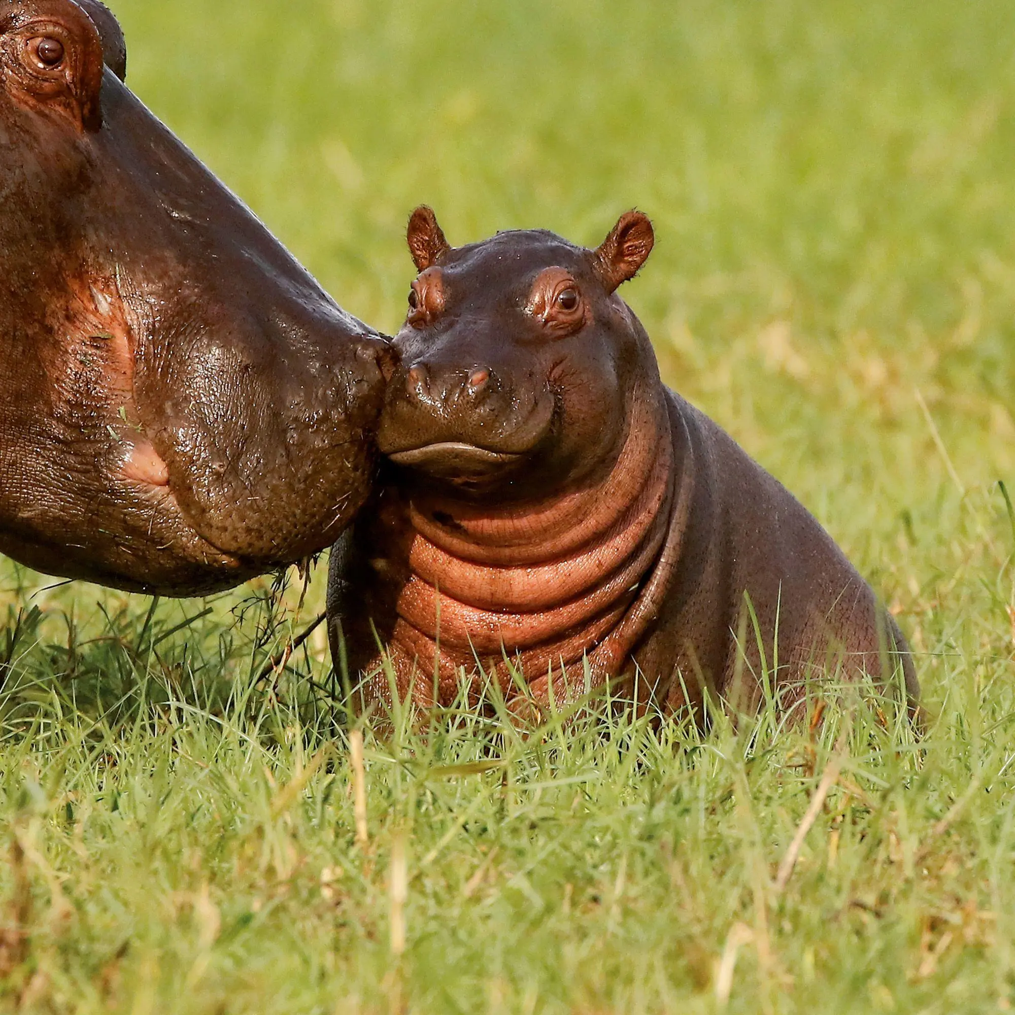 Bild: 9783959297387 | Tierbabys / Baby Animals 2027 | Kalender 2027 | Kalender | 28 S.