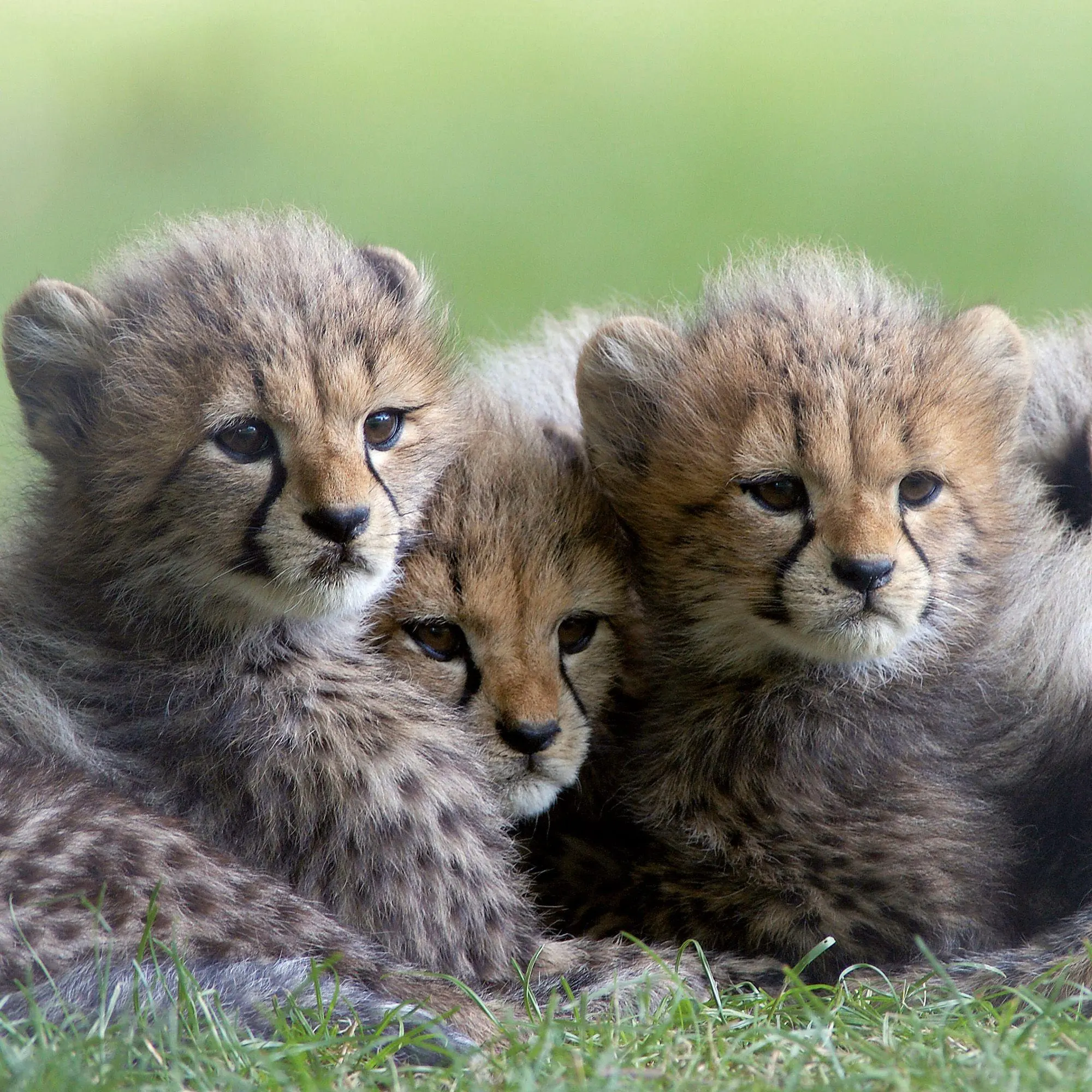 Bild: 9783959297387 | Tierbabys / Baby Animals 2027 | Kalender 2027 | Kalender | 28 S.