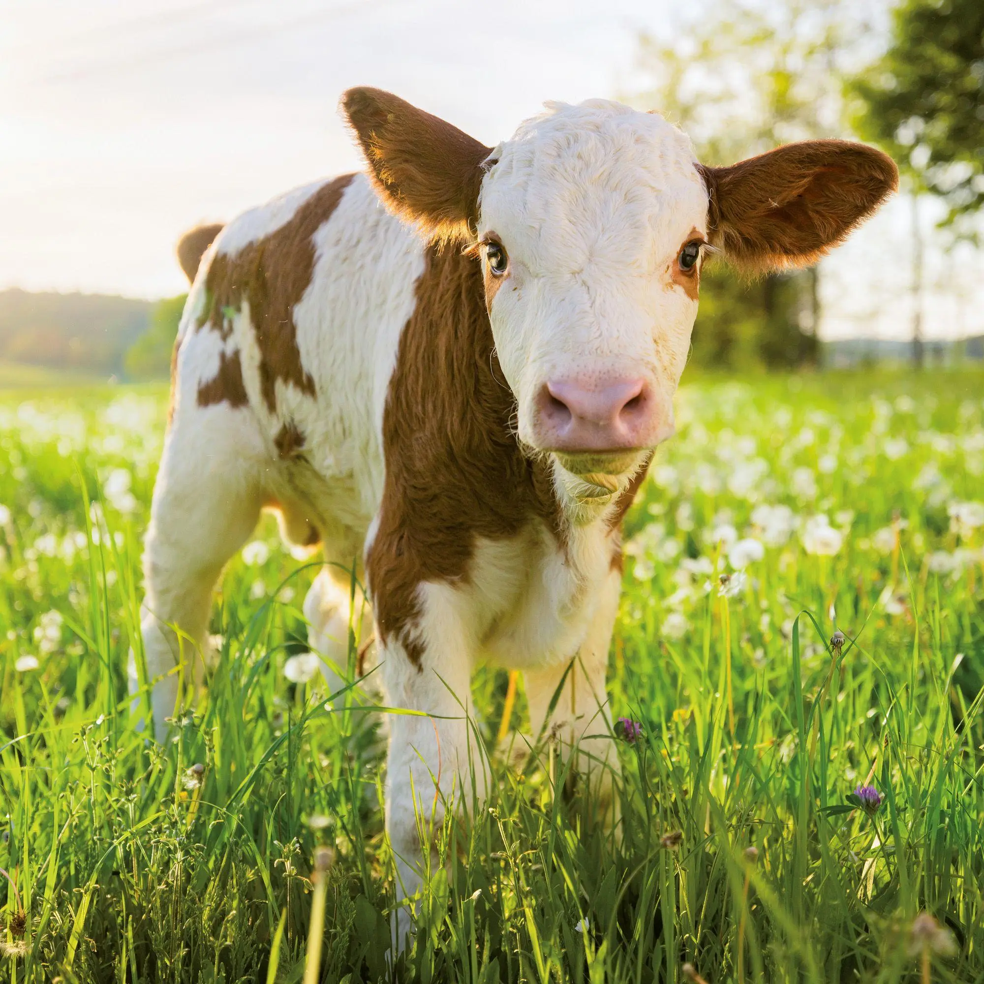Bild: 9783959297387 | Tierbabys / Baby Animals 2027 | Kalender 2027 | Kalender | 28 S.