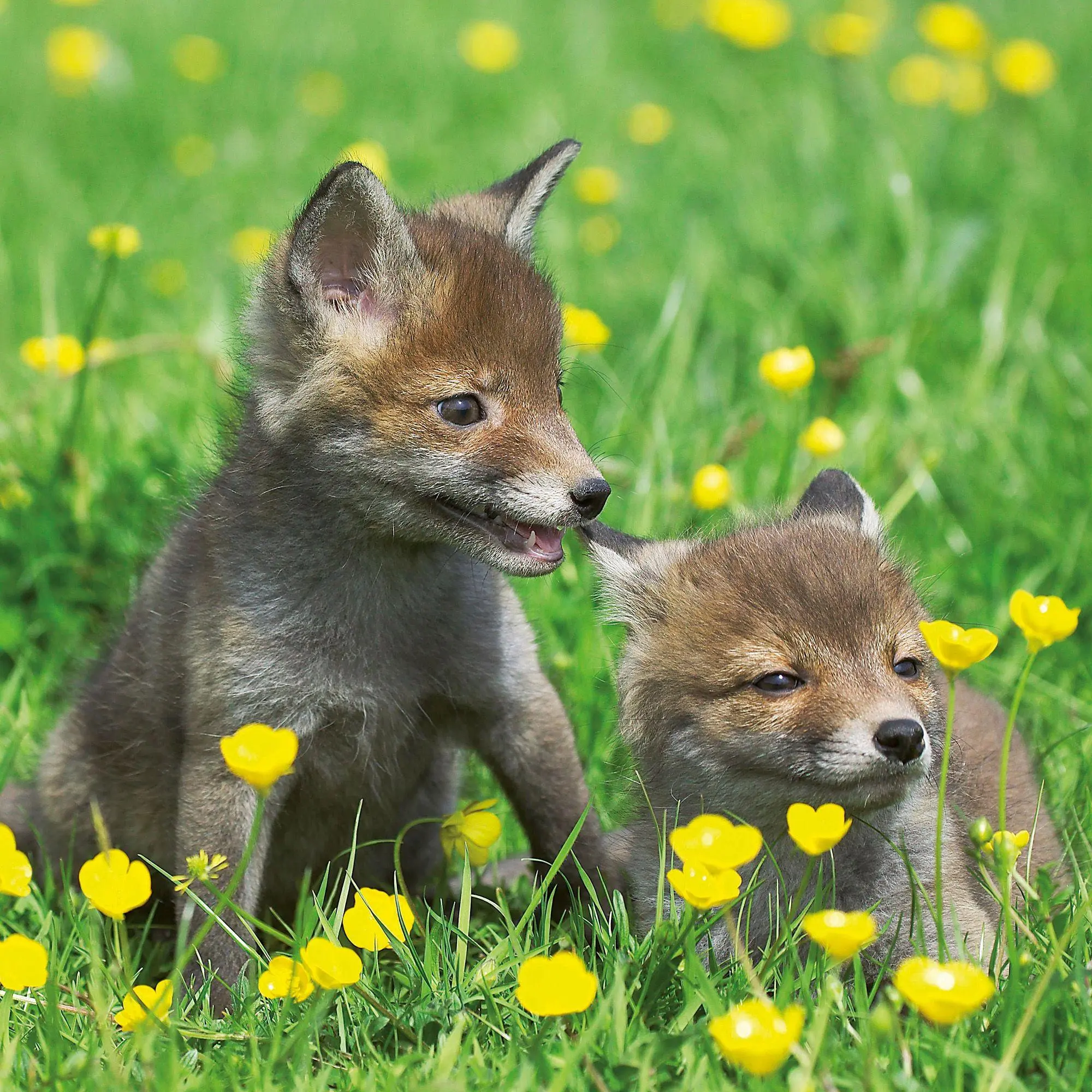 Bild: 9783959297387 | Tierbabys / Baby Animals 2027 | Kalender 2027 | Kalender | 28 S.