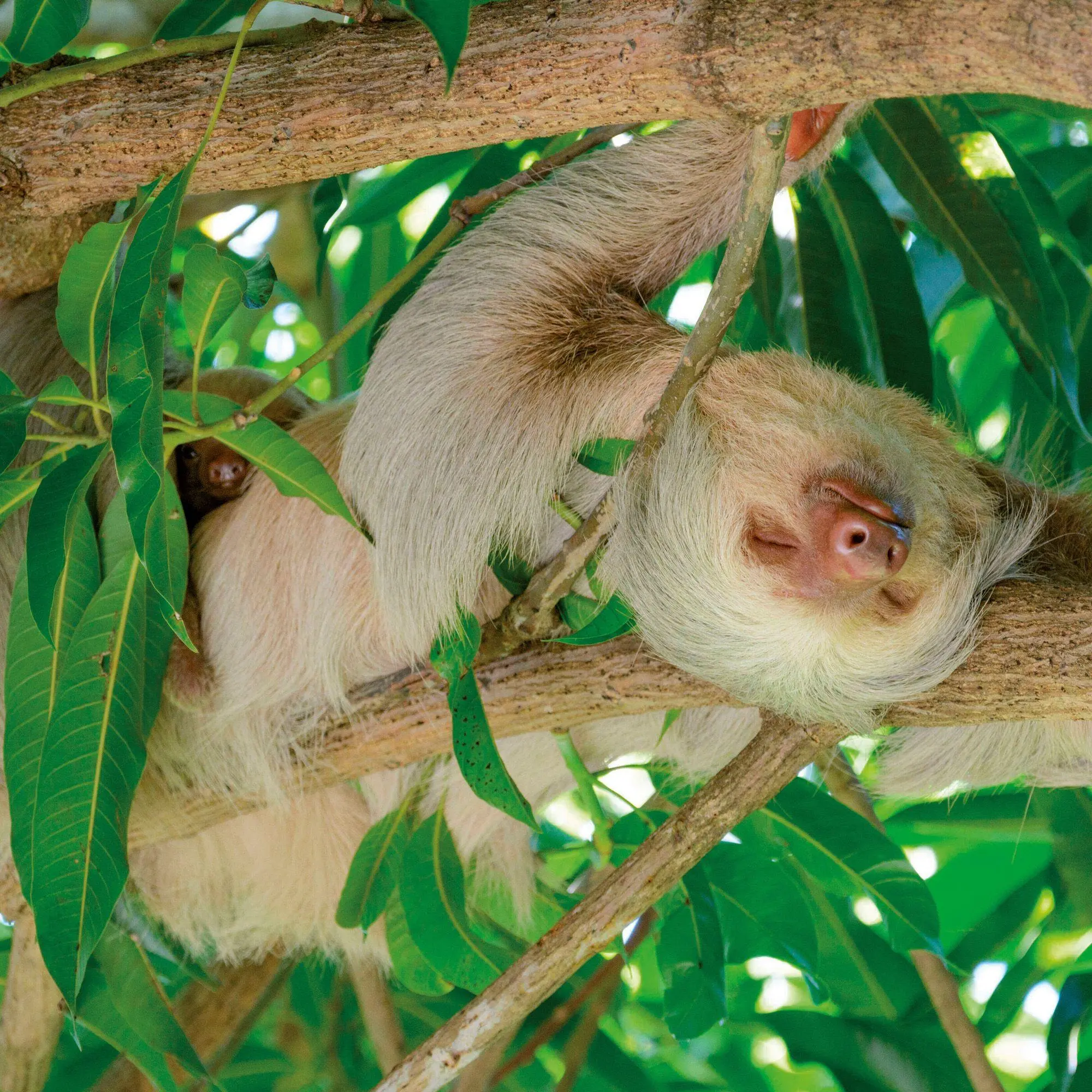 Bild: 9783959297387 | Tierbabys / Baby Animals 2027 | Kalender 2027 | Kalender | 28 S.