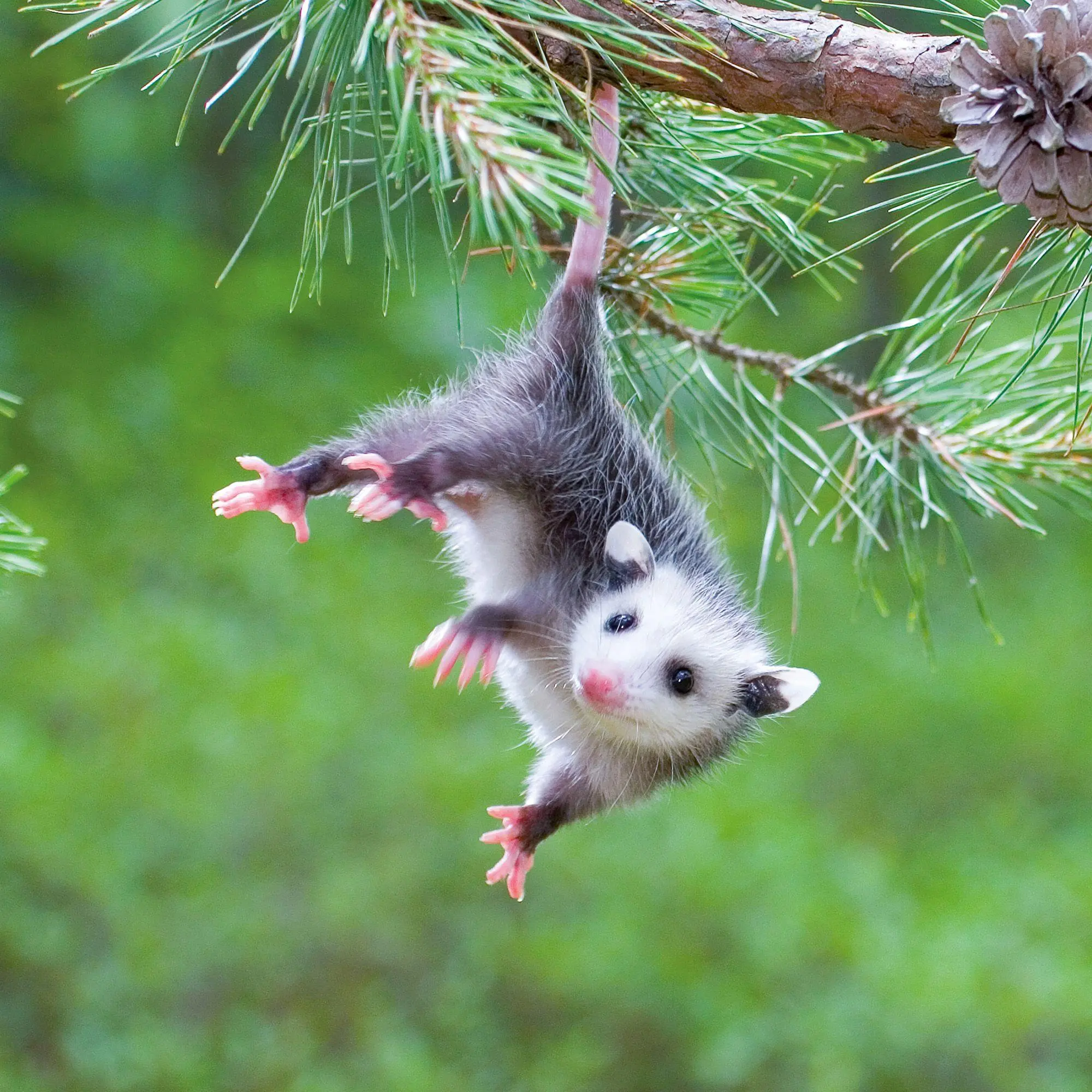 Bild: 9783959297387 | Tierbabys / Baby Animals 2027 | Kalender 2027 | Kalender | 28 S.