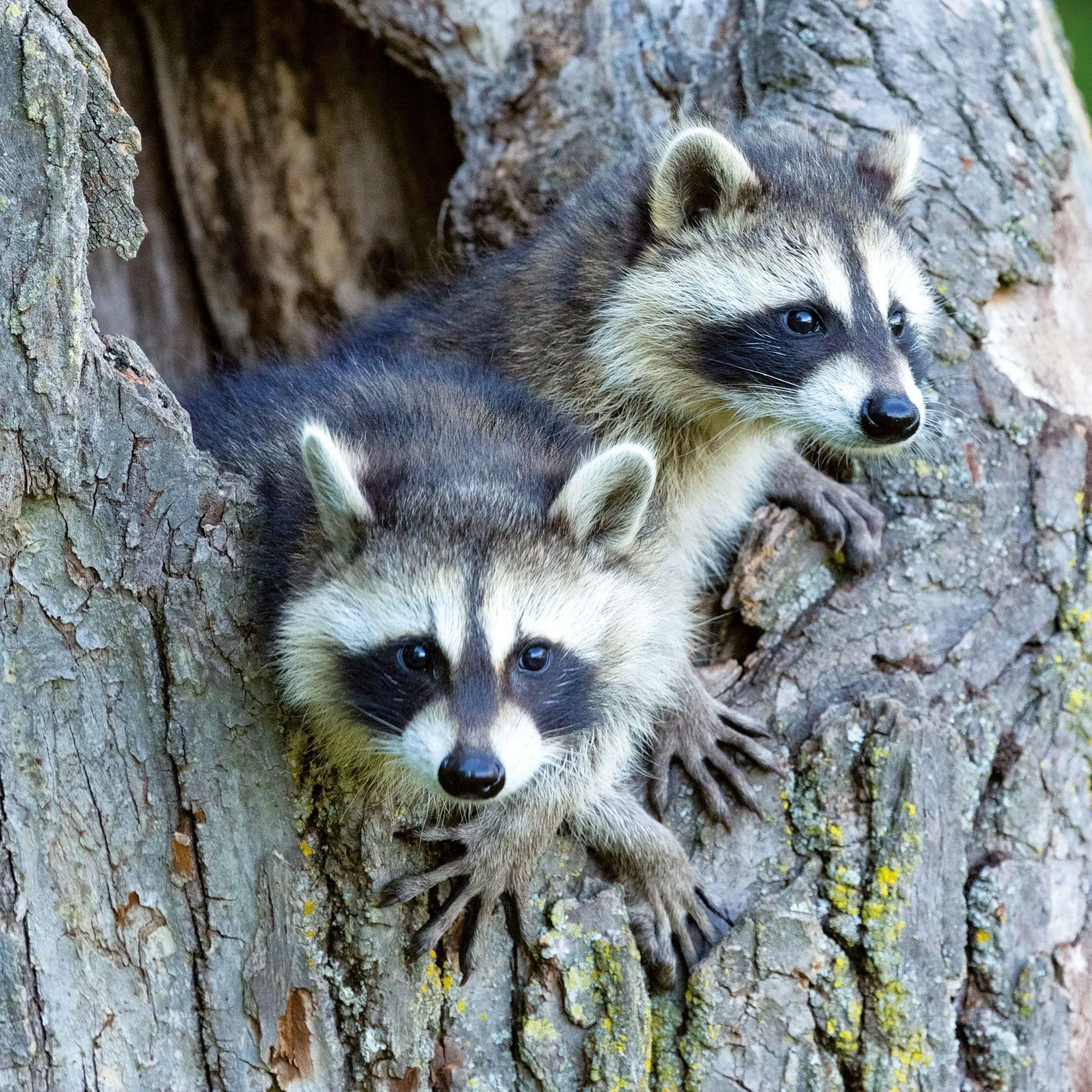 Bild: 9783959297387 | Tierbabys / Baby Animals 2027 | Kalender 2027 | Kalender | 28 S.