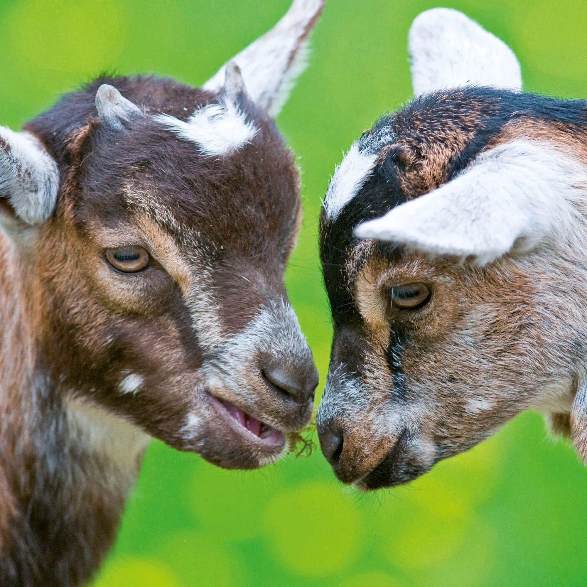 Bild: 9783959297387 | Tierbabys / Baby Animals 2027 | Kalender 2027 | Kalender | 28 S.