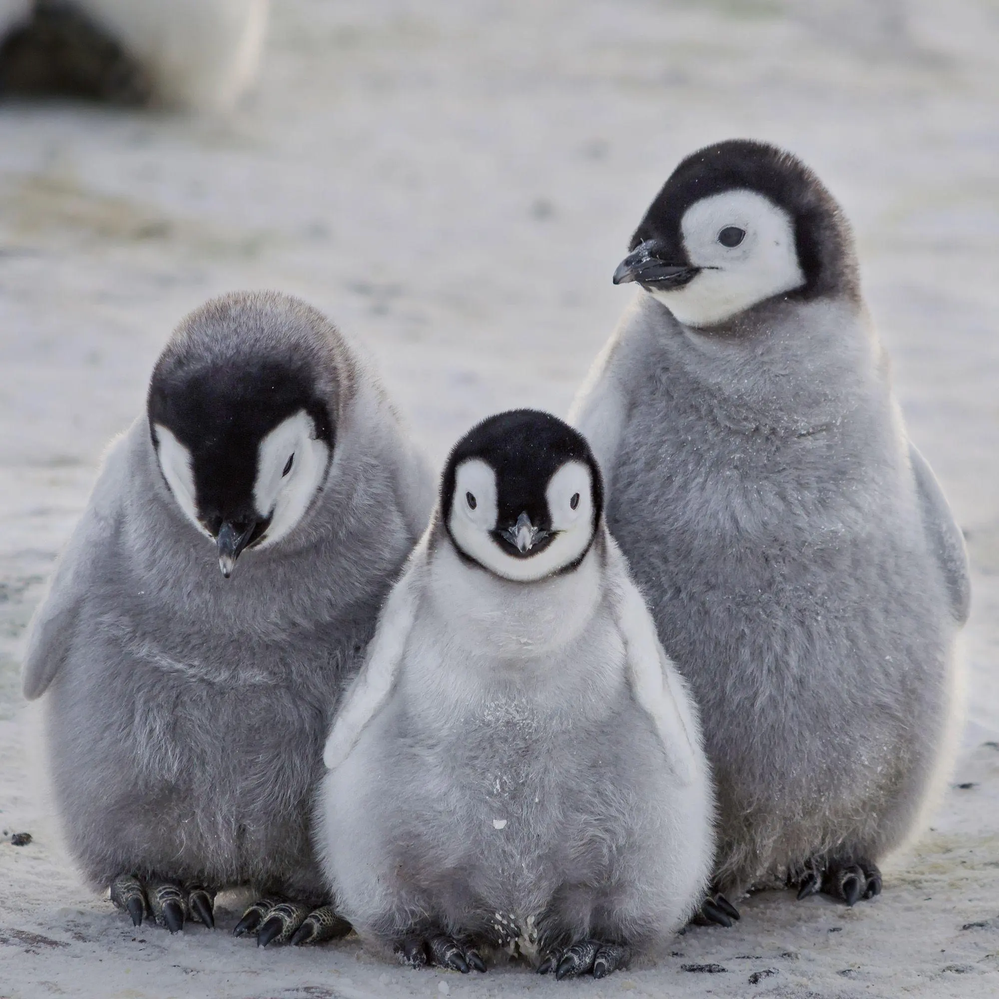 Bild: 9783959297387 | Tierbabys / Baby Animals 2027 | Kalender 2027 | Kalender | 28 S.