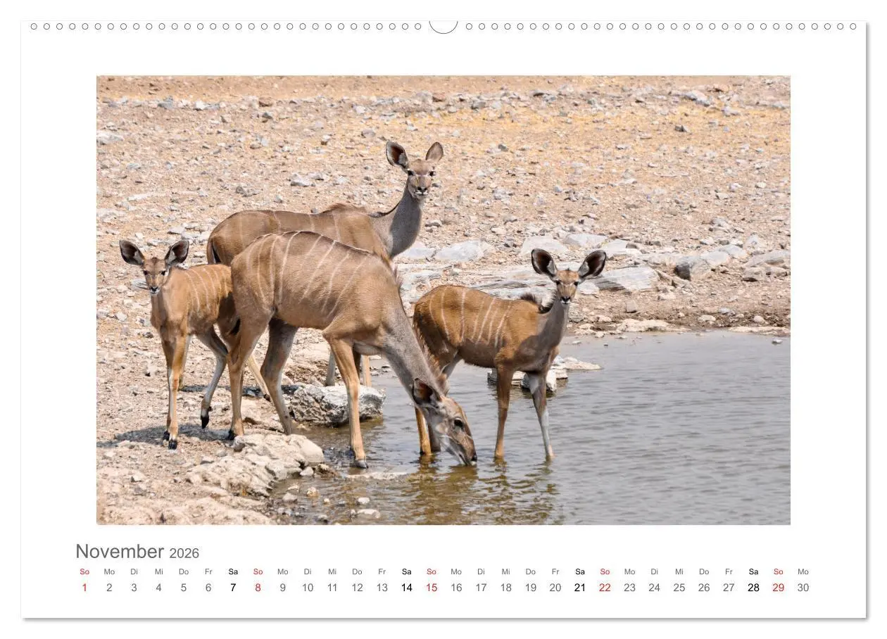 Bild: 9783457637487 | Namibia - unterwegs mit Julia Hahn (Wandkalender 2026 DIN A2 quer),...
