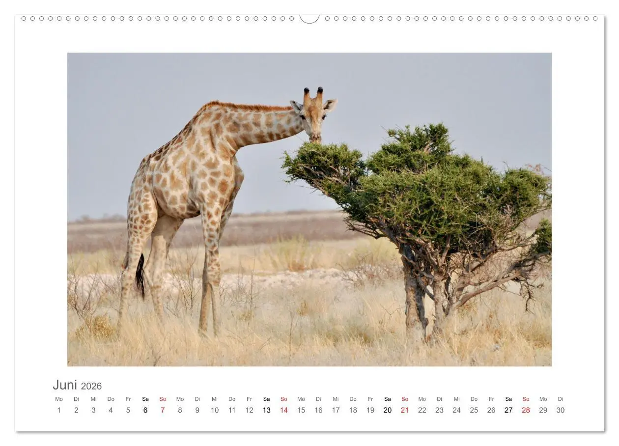 Bild: 9783457637487 | Namibia - unterwegs mit Julia Hahn (Wandkalender 2026 DIN A2 quer),...