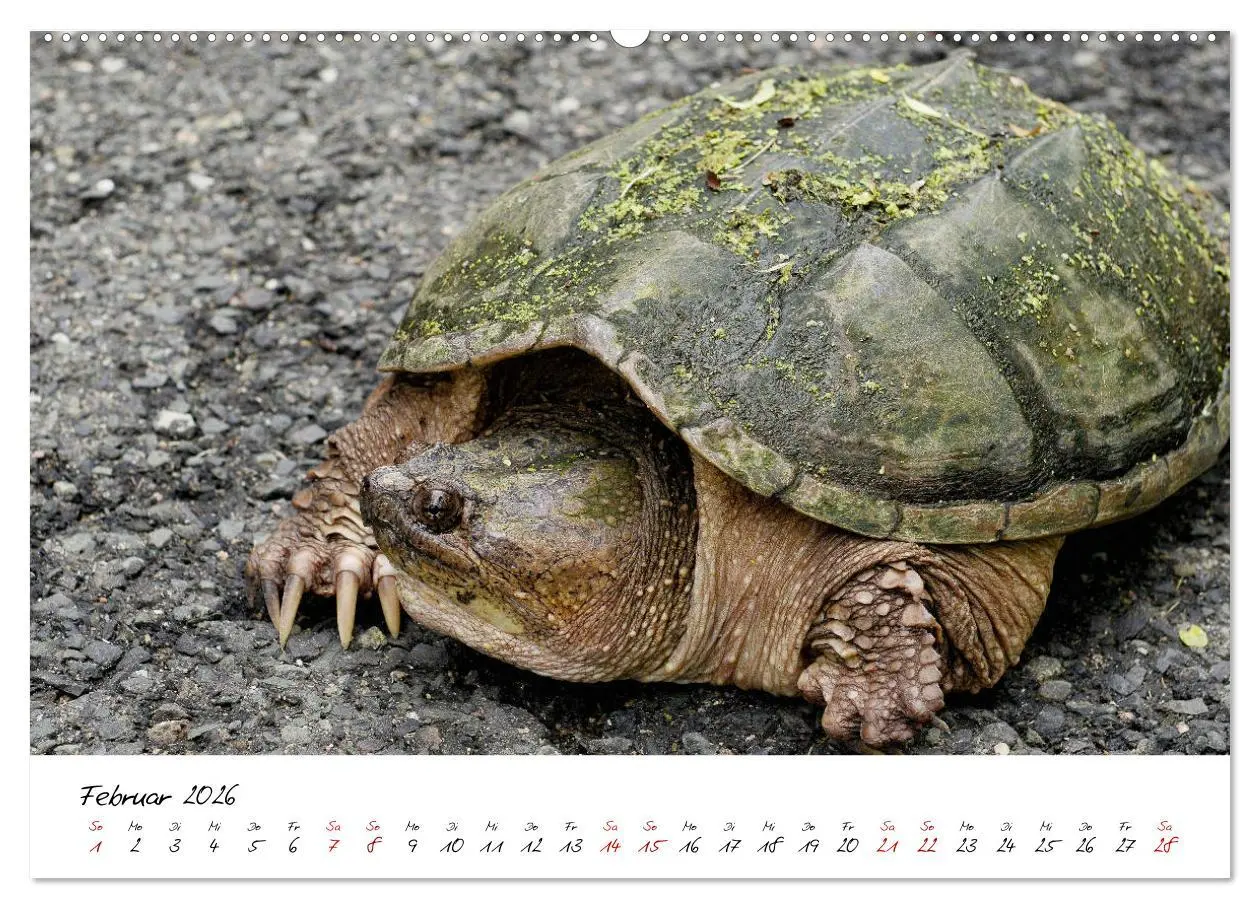 Bild: 9783457707487 | USA Ostküste Ein Road Trip (hochwertiger Premium Wandkalender 2026...