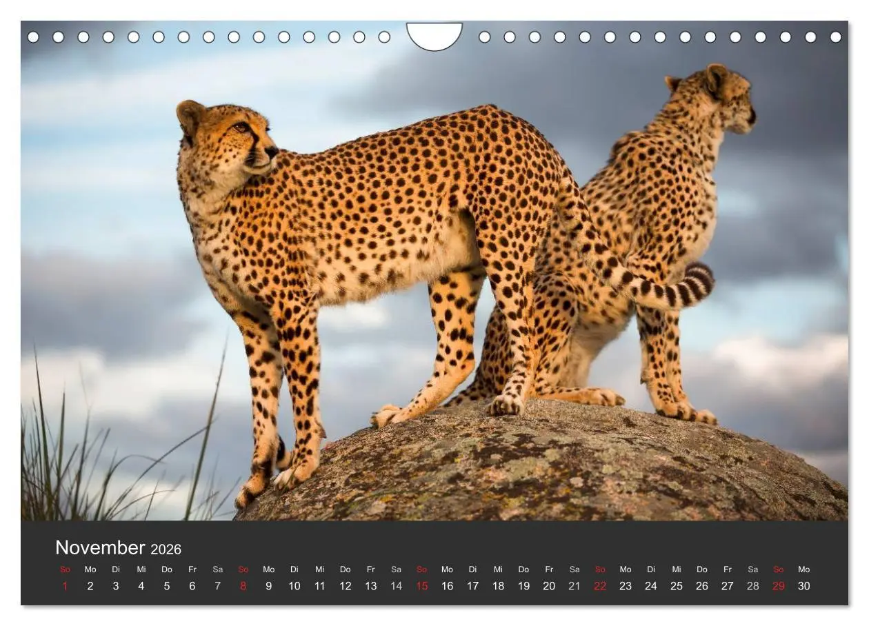 Bild: 9783457947487 | Geparden. Die eleganten Katzen. (Wandkalender 2026 DIN A4 quer),...