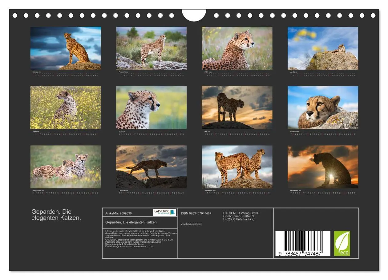 Bild: 9783457947487 | Geparden. Die eleganten Katzen. (Wandkalender 2026 DIN A4 quer),...