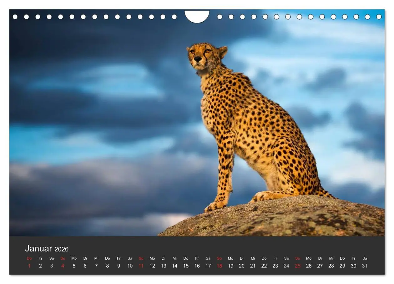 Bild: 9783457947487 | Geparden. Die eleganten Katzen. (Wandkalender 2026 DIN A4 quer),...