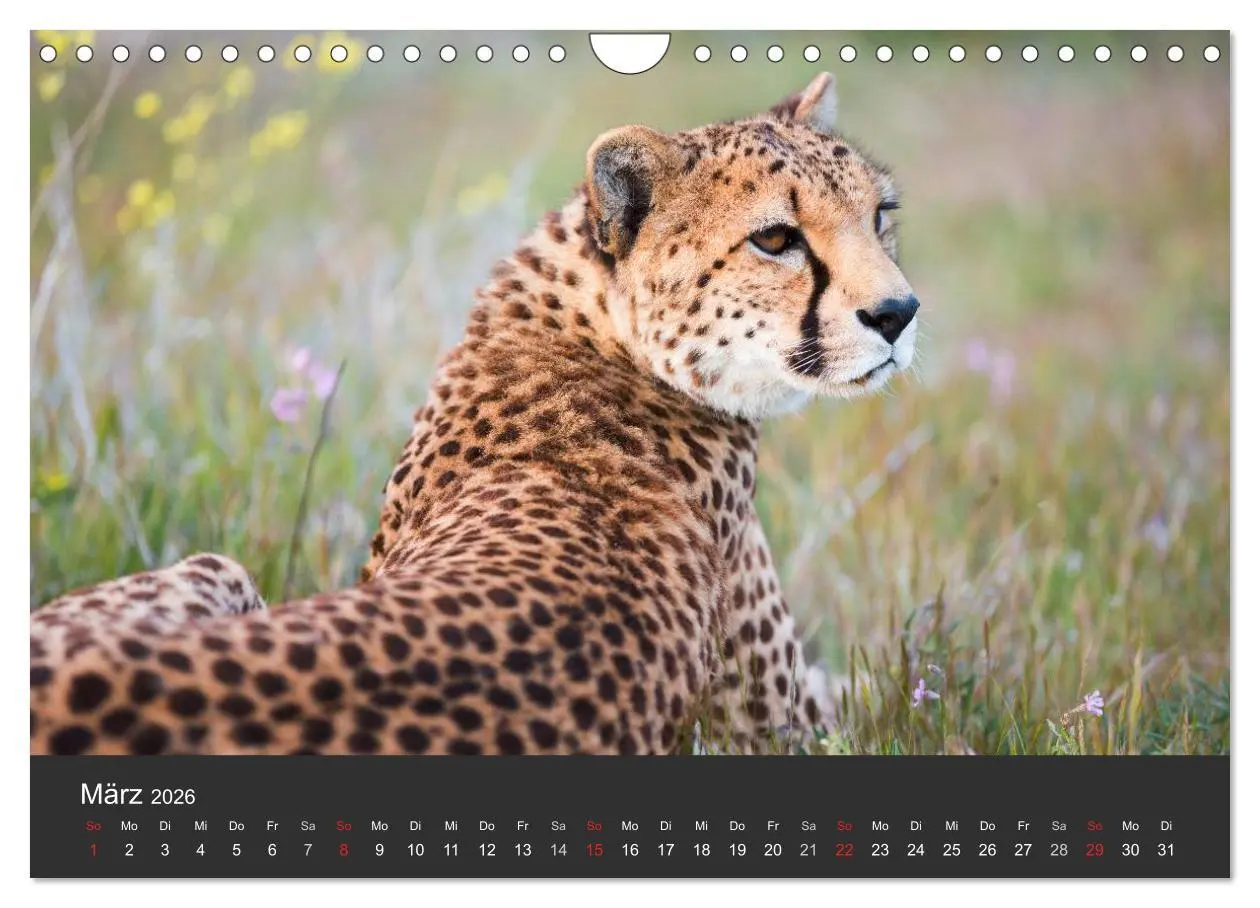 Bild: 9783457947487 | Geparden. Die eleganten Katzen. (Wandkalender 2026 DIN A4 quer),...